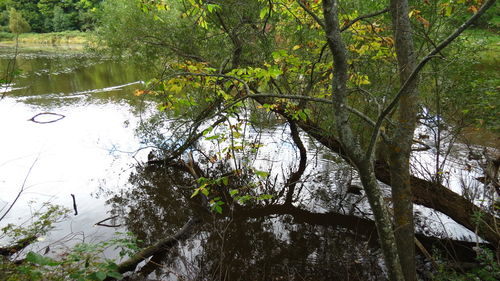 Reflection of trees in lake