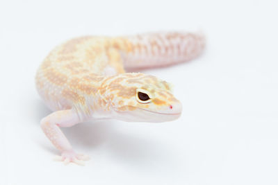 Close-up of lizard on white background