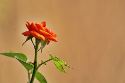 Close-up of flower against blurred background