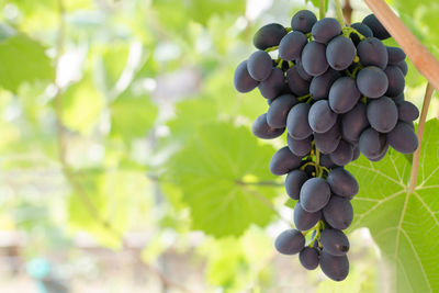 Close-up of grapes growing in vineyard