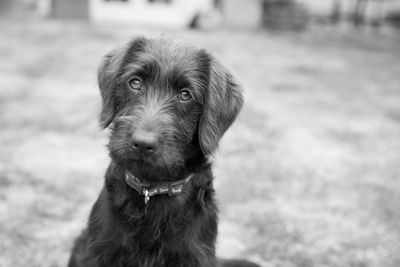 Portrait of dog on field