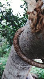 Close-up of tree trunk