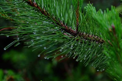 Close-up of wet pine tree