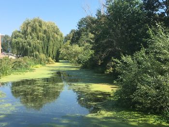 Scenic view of lake by trees against sky