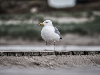 Close-up of seagull perching on retaining wall