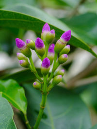 Close-up of plant