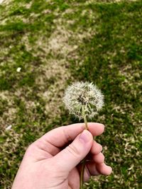 Hand holding dandelion flower on field