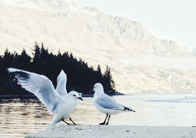 Seagull flying over lake against mountain