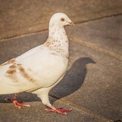 Close-up of seagull perching on retaining wall