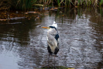 View of duck in lake