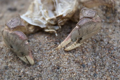 Close-up of crab on beach