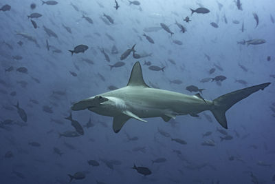 Fish swimming in sea