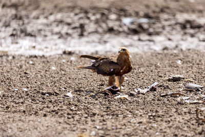 Close-up of bird on field