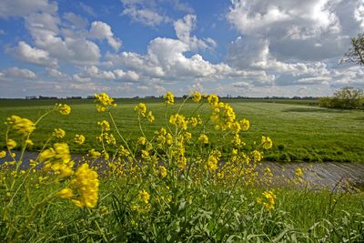 Scenic view of oilseed rape field against sky