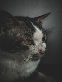 Close-up of a cat looking away