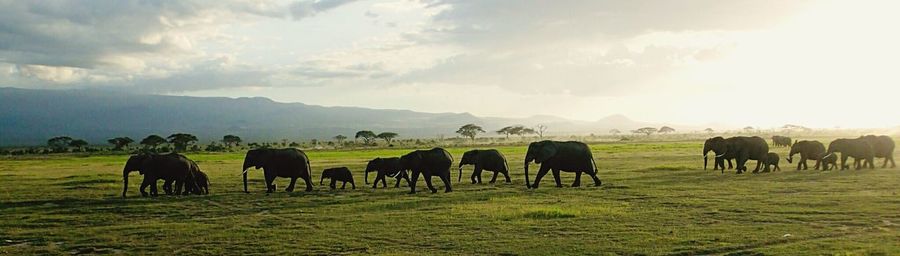 Horses grazing on field against sky