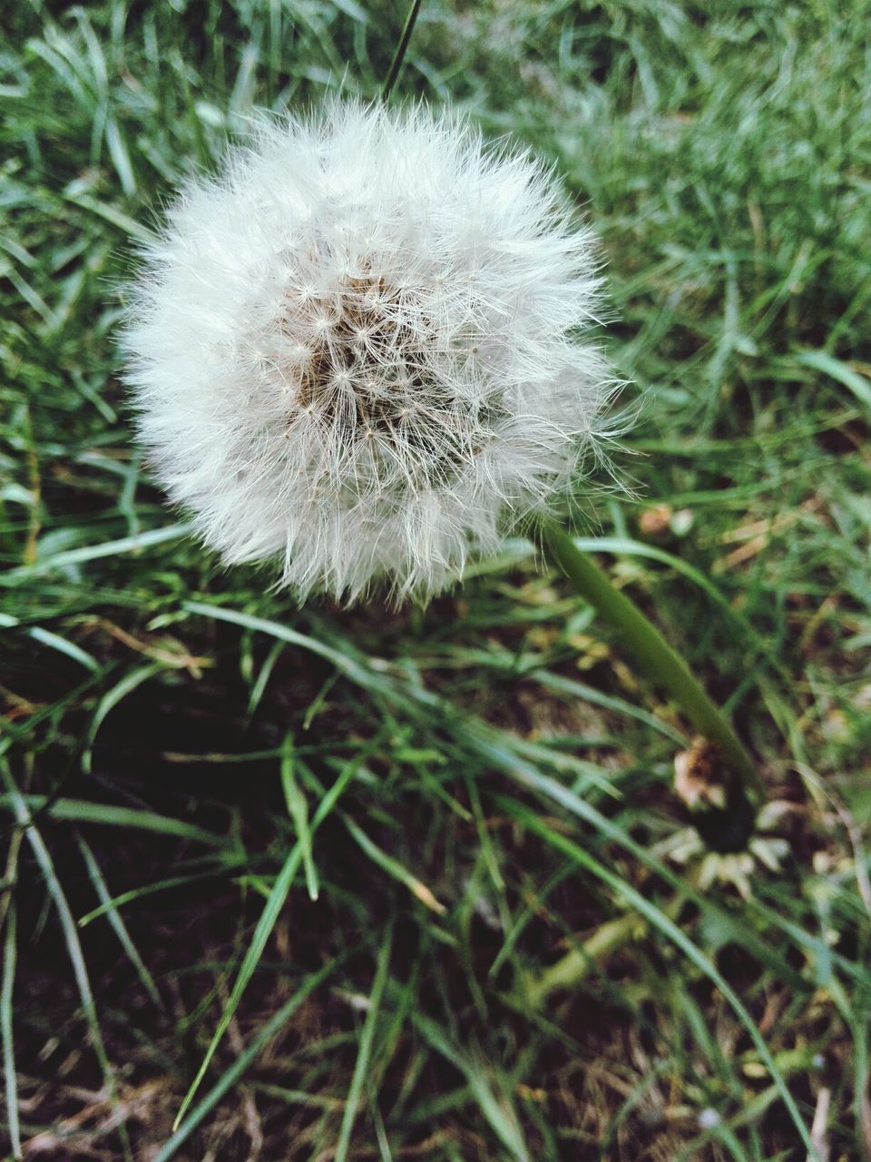 dandelion, flower, growth, fragility, freshness, nature, close-up, beauty in nature, flower head, white color, focus on foreground, plant, wildflower, softness, single flower, uncultivated, field, stem, outdoors, day