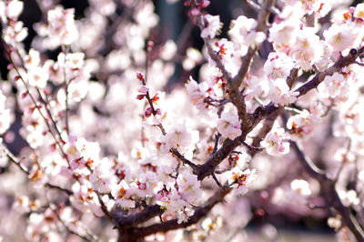 Close-up of plum blossom