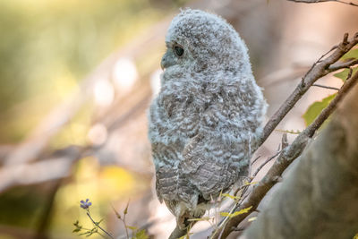 Close-up of bird perching on branch