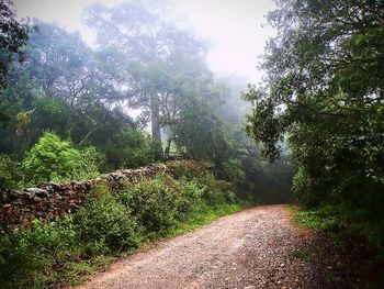 Dirt road passing through forest