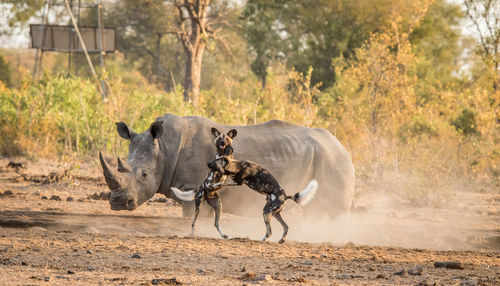 Wild dogs fighting by rhinoceros on field