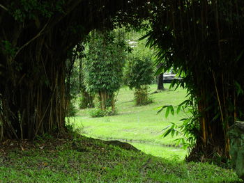 Trees in forest