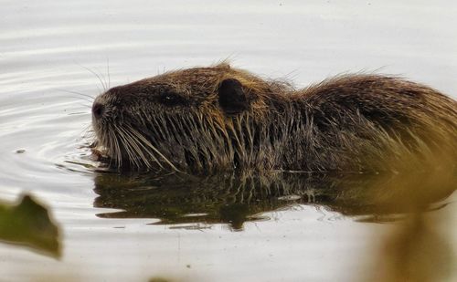 Close-up of horse in lake