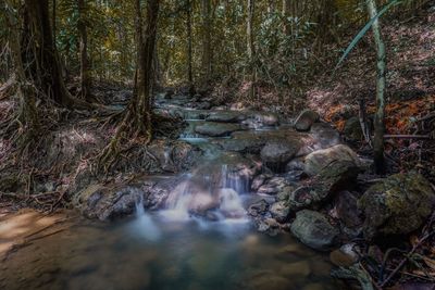 Stream flowing through rocks in forest