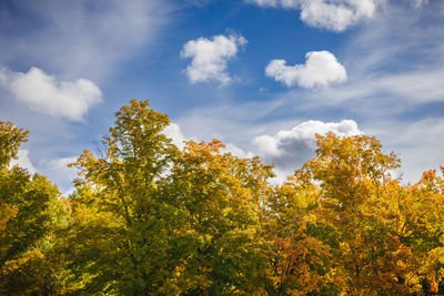 Low angle view of trees against sky