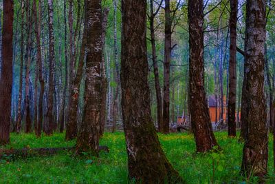 Pine trees in forest