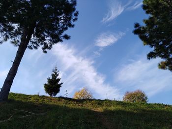 Low angle view of trees on field against sky