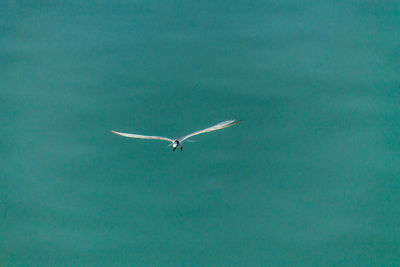 Seagull flying over sea