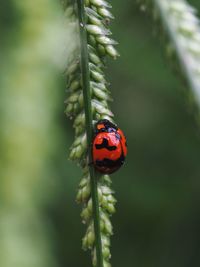 Close-up of ladybug on leaf