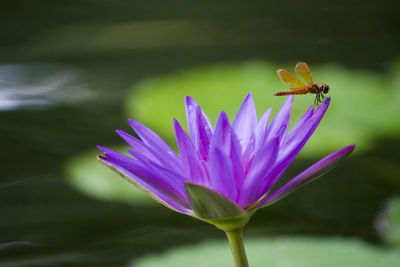 Close-up of insect on purple flower