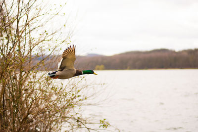 Bird flying over lake against sky