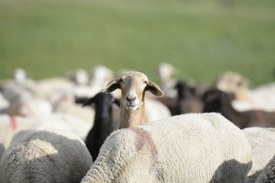 Close-up flock of sheep