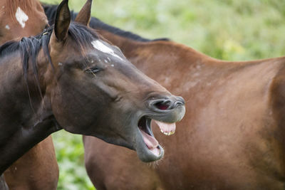 Close-up of horses