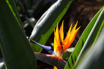 Close-up of orange flowering plant