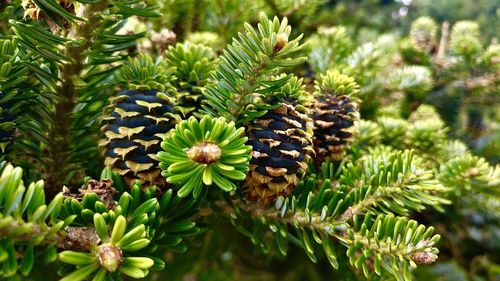 Close-up of butterfly pollinating flower