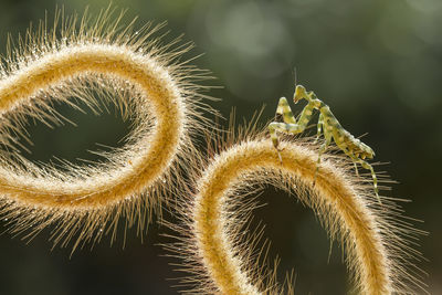 Close-up of insect on plant