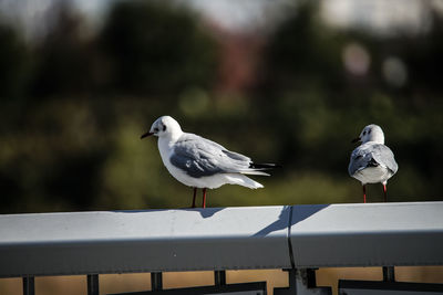 bird