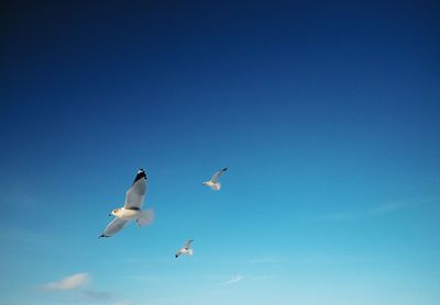 Low angle view of birds flying against blue sky