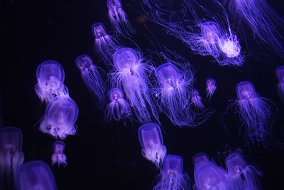 Purple jellyfish in sea