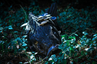 High angle view of a reptile on a field