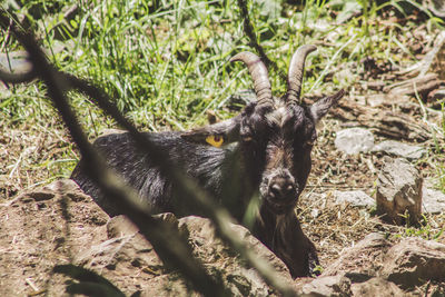 Portrait of dog relaxing on field