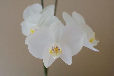 Close-up of white flowers blooming indoors