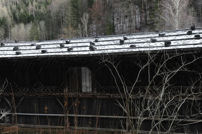 Abandoned bridge in forest