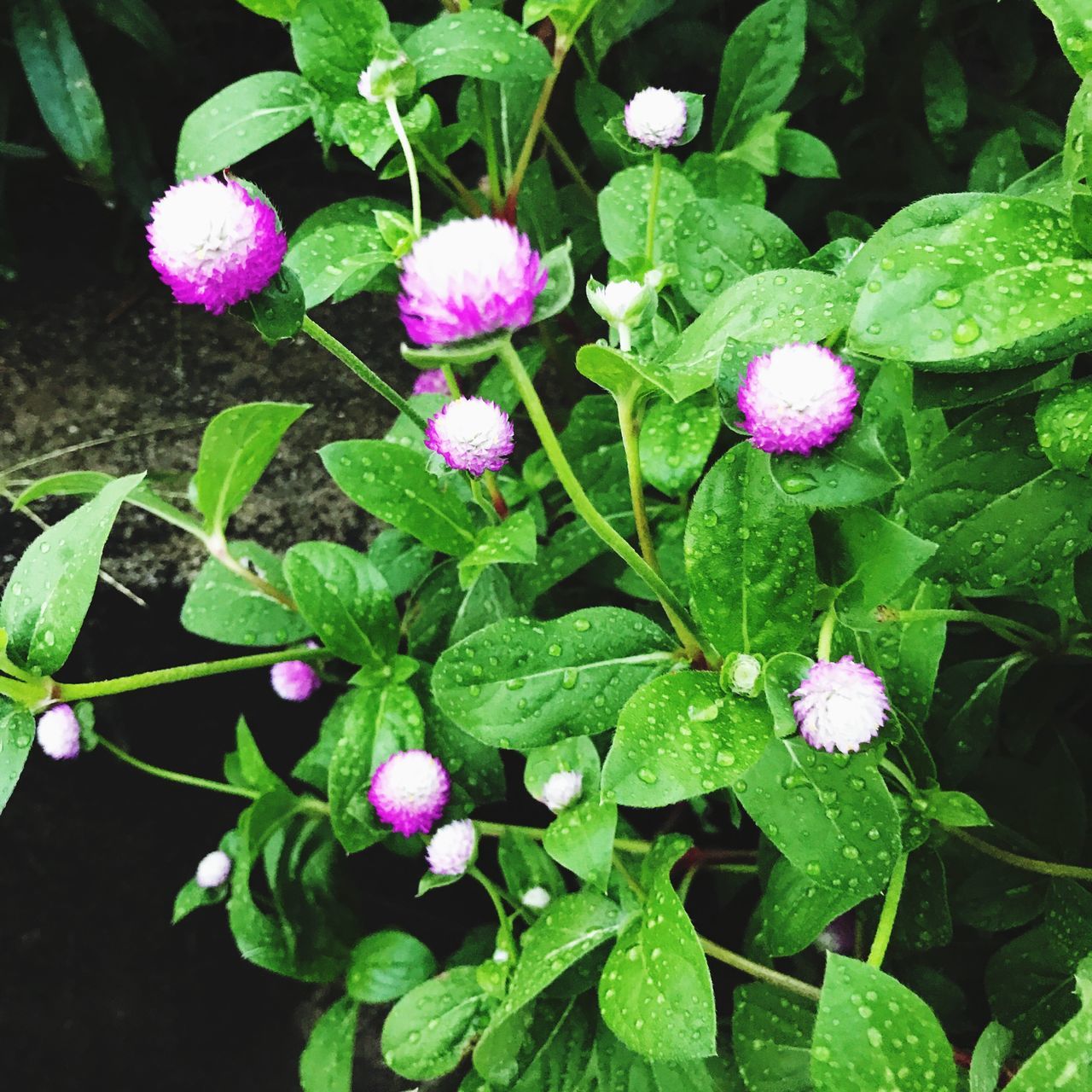 growth, flower, green color, freshness, plant, leaf, beauty in nature, nature, fragility, outdoors, high angle view, no people, day, petal, blooming, flower head, close-up