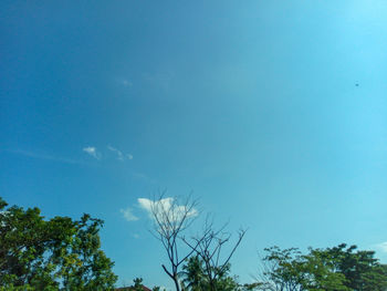 Low angle view of trees against blue sky