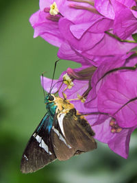 Close-up of butterfly pollinating on purple flower